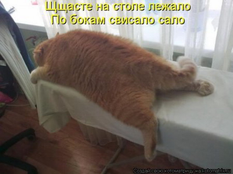 Никуда не спрятаться. Толстый кот с подписью. Спать целый день. Жирный кот с надписью.