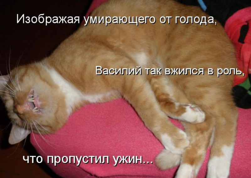 Кот голод. Картинка смерть от голода смешная. Кот изображает голодный обморок.