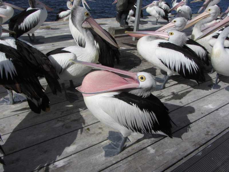 �������� - 70.