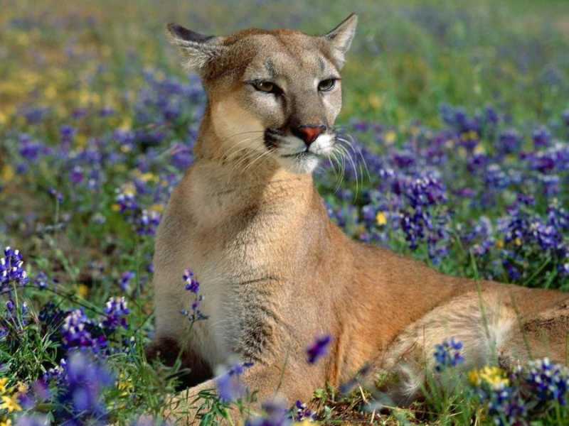 �������� - 70.