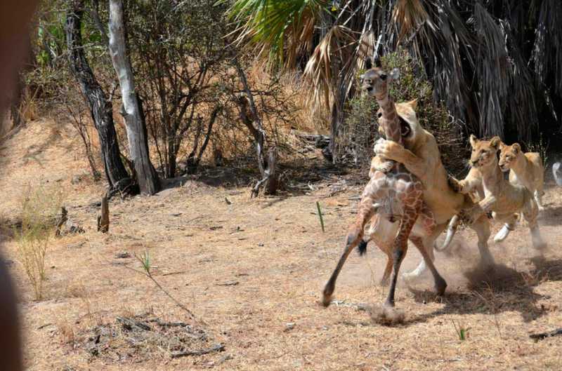 �������� - 70.