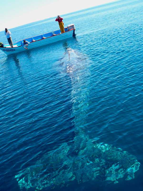 �������� - 70.