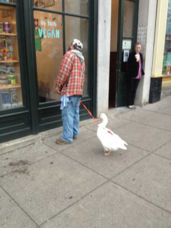 �������� - 96.