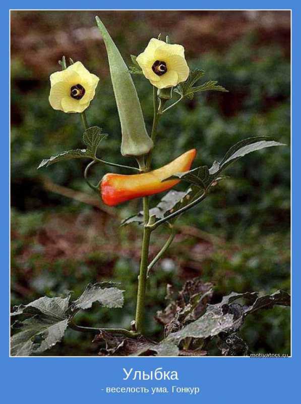 ����������.