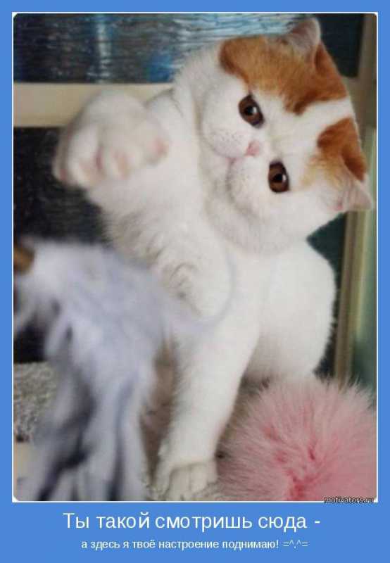 ����������.