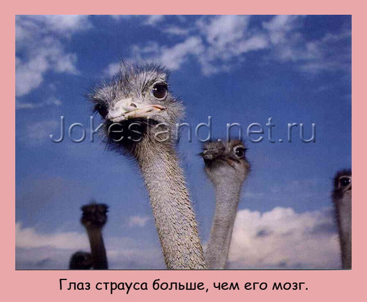 мозг страуса меньше глаза. страус с зубами. самое тупое животное на земле кадетский. африканский страус глаза. глаз страуса больше его мозга.