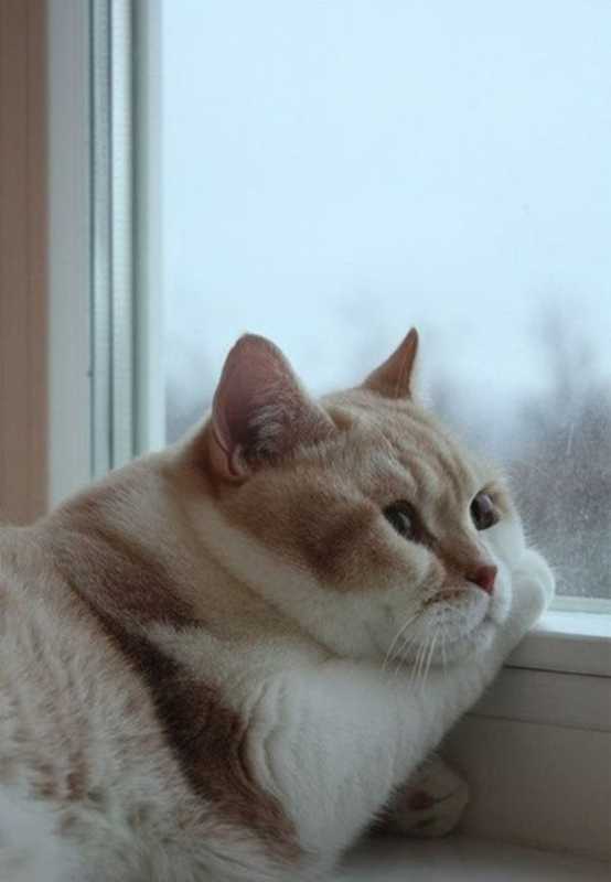 �������� - 93.