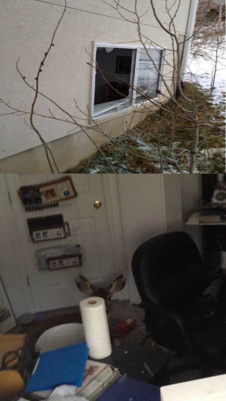 �������� - 87.