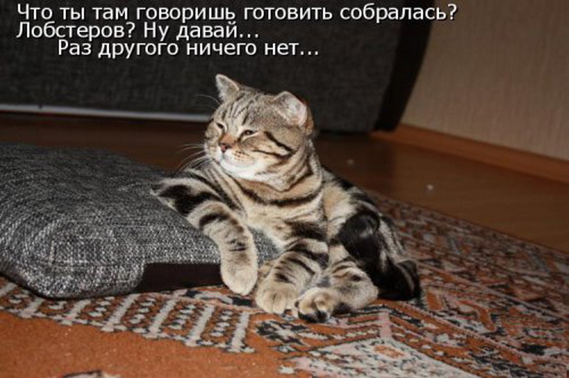 Коты приколы с надписями. Котики с прикольными надписями. Прикольные коты с надписями. Смешные надписи с котами.