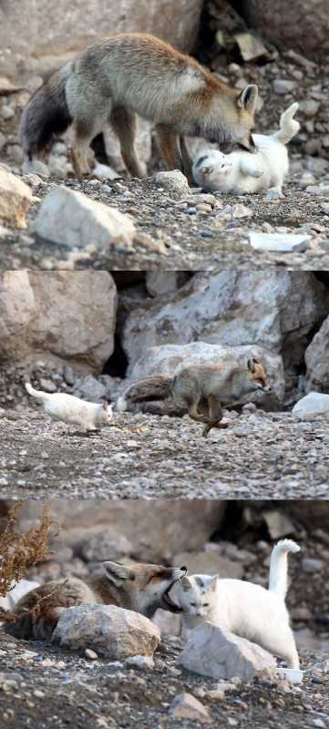 �������� - 71