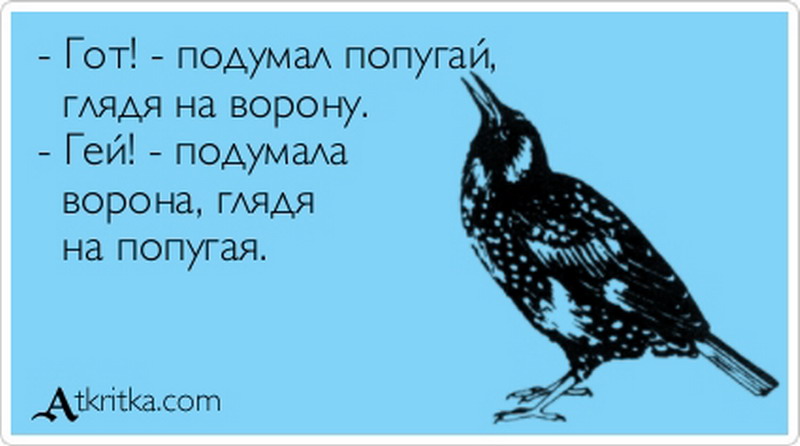 Шутка птицы. Анекдоты про птиц смешные. Анекдот про птичку. Цитаты про птиц. Птица прикол.