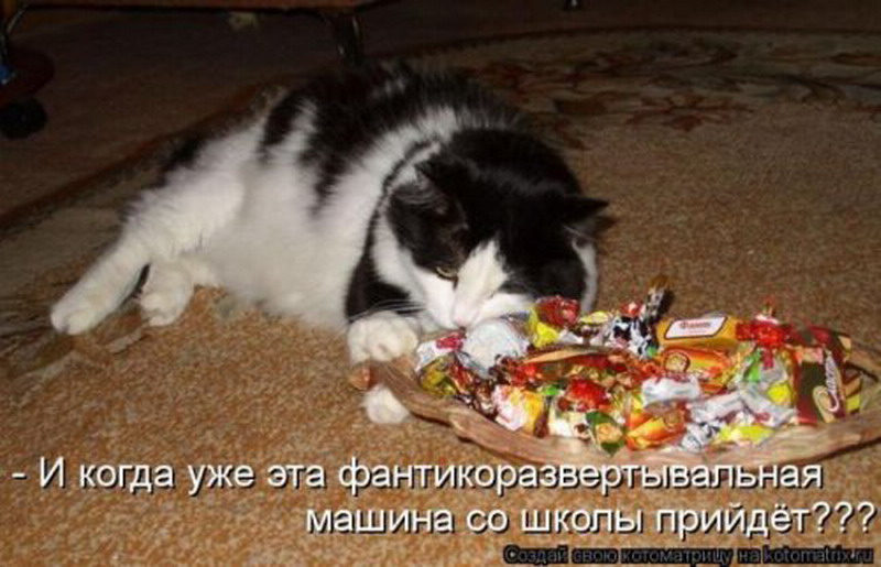 Как понять что кот тебя любит. Показываю кота гостям. Утро-кот-носится по квартире. Кот никогда не упрекнёт. Это кот он.