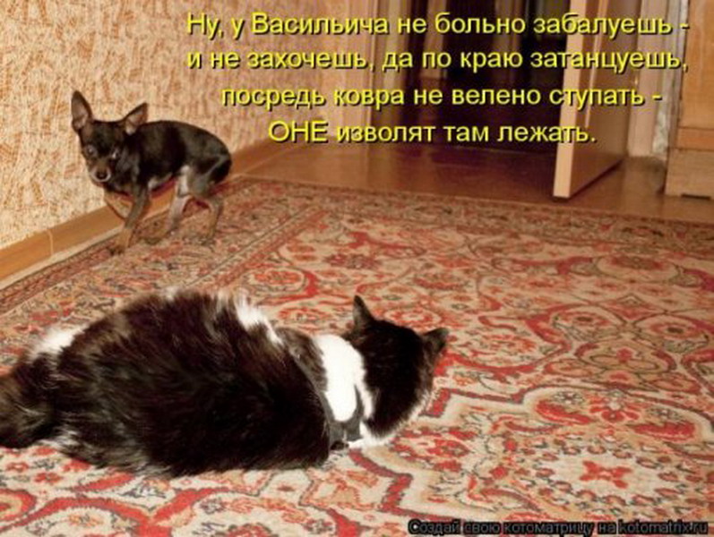 Собака не хочет гулять. Кот ковер прикол. Собака и кот на ковре. Кот боится. Мимо котов.