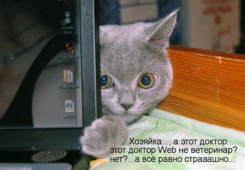 Включи скажи кота. Кот в интернете. Коты на работе. Кот когда вы уйдете на работу. Коты и интернет.