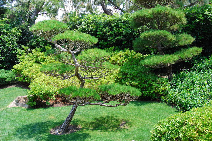 Японский сад в Калифорнии
