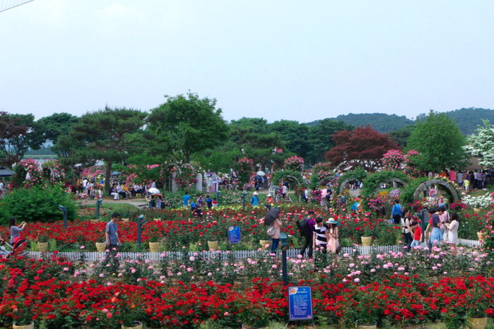 Миллионы роз в Сеуле