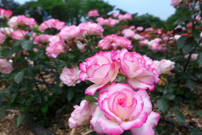 Миллионы роз в Сеуле