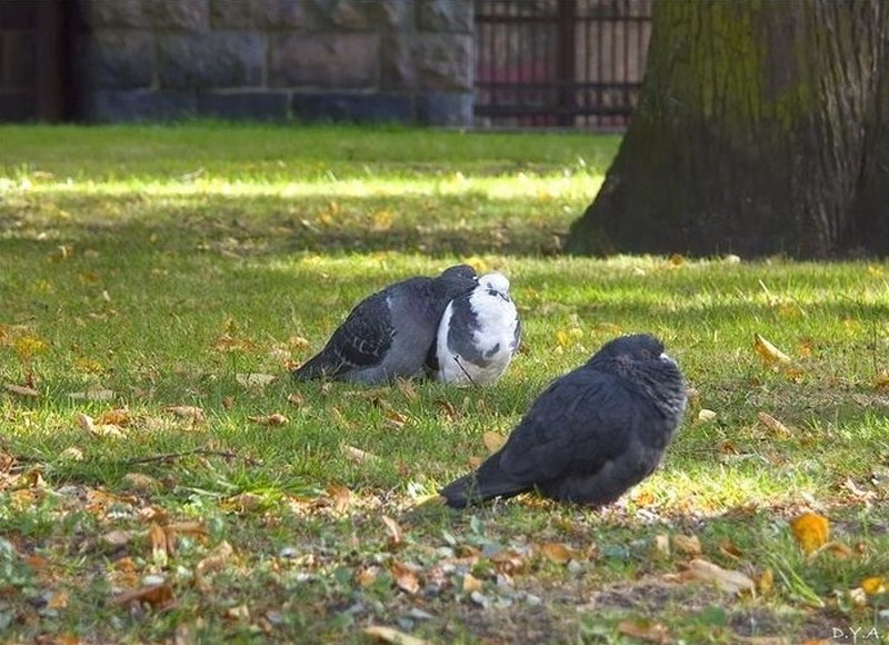 ������� �������