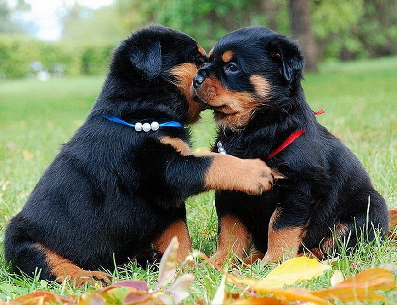 ������� �������