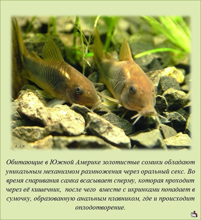 ������������ �����