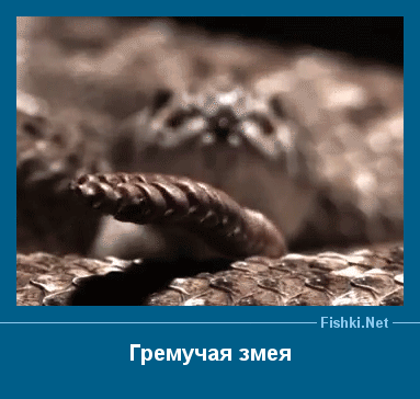 ����� � ���������