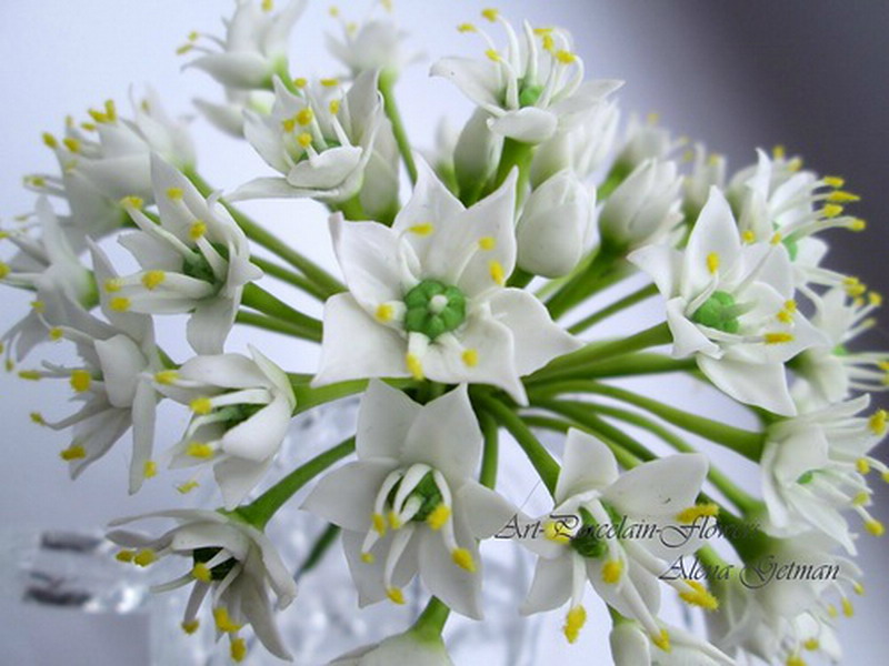 ������������ ���������� ����� ������