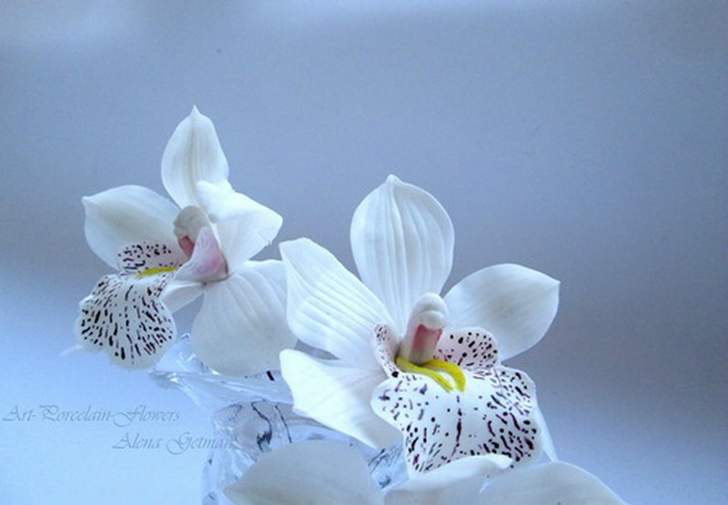 ������������ ���������� ����� ������