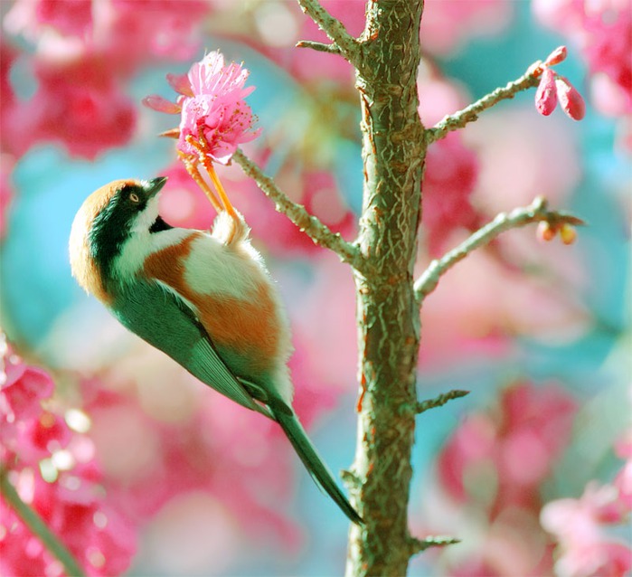 Птичий мир