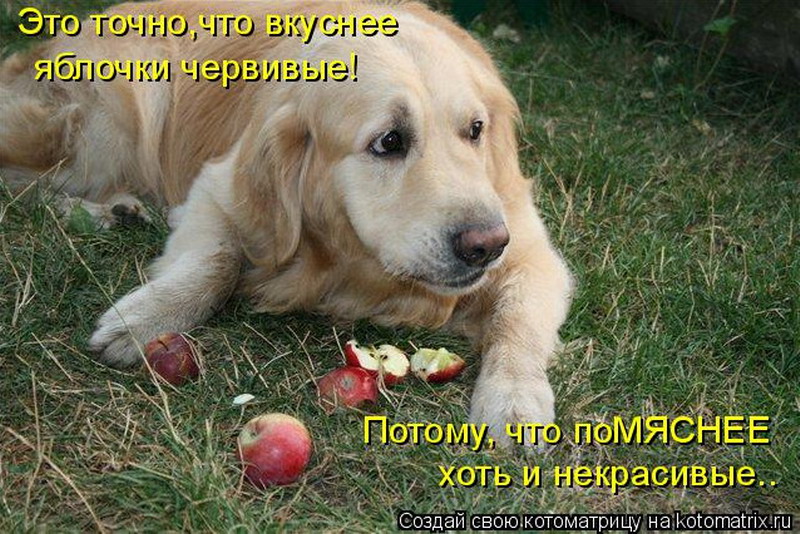 Не хочется есть мясо. Собака с яблоком. Щенок ест яблоко. Собака хочет есть. Собака хочет кушать.
